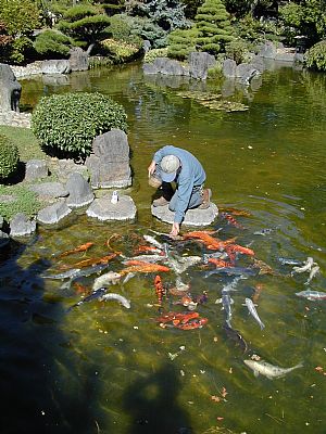 Japanese Garden im Arboretums
