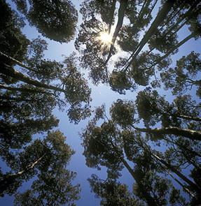 Erlebten den Wandel San Francisco, die bis zu 125 Jahre alten B&auml;me